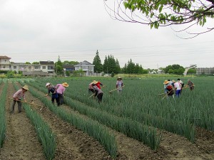 women working in an organic farm in Shanghai