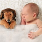 Newborn baby and a dachshund puppy sleeping together.