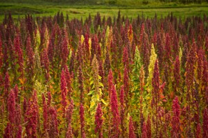 Quinoa plantations in Chimborazo, Ecuador, South America