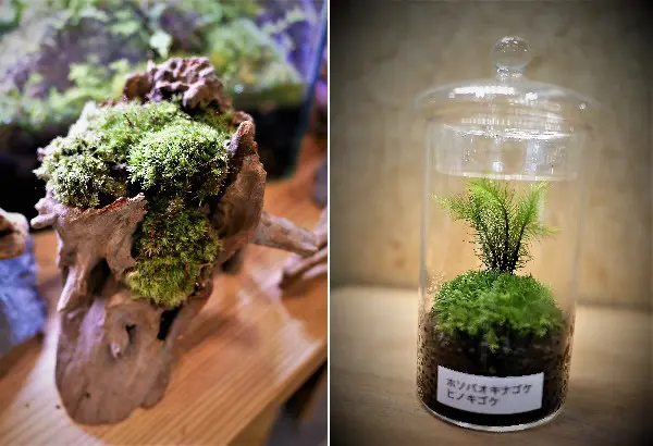 苔で中山間地再生～島根県江津市「52（ごうつ）KOKE」プロジェクト